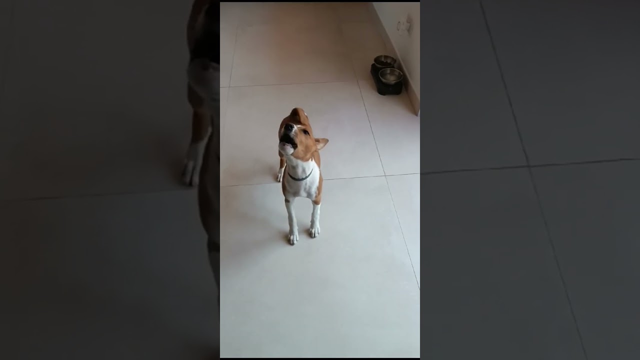 Basenji Yodel  #barkless #puppy #barklessdog #basenji #Yodel #baroo ￼