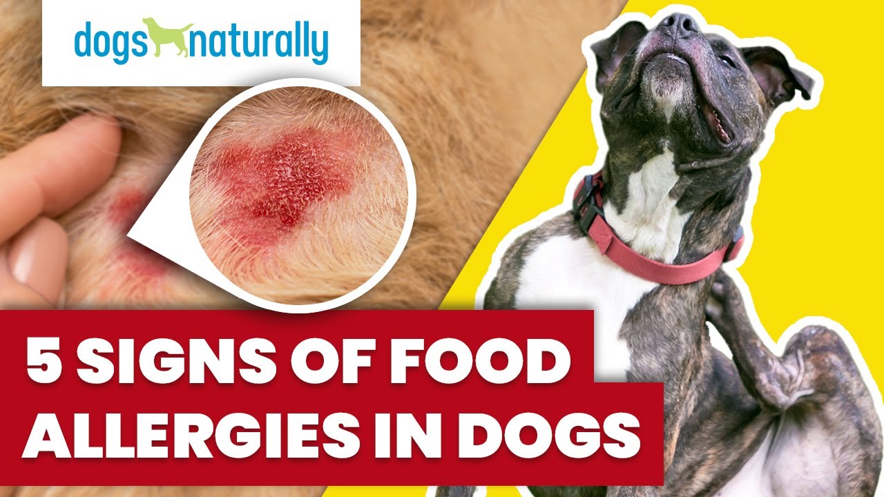 5 Signs Of Food Allergies In Dogs