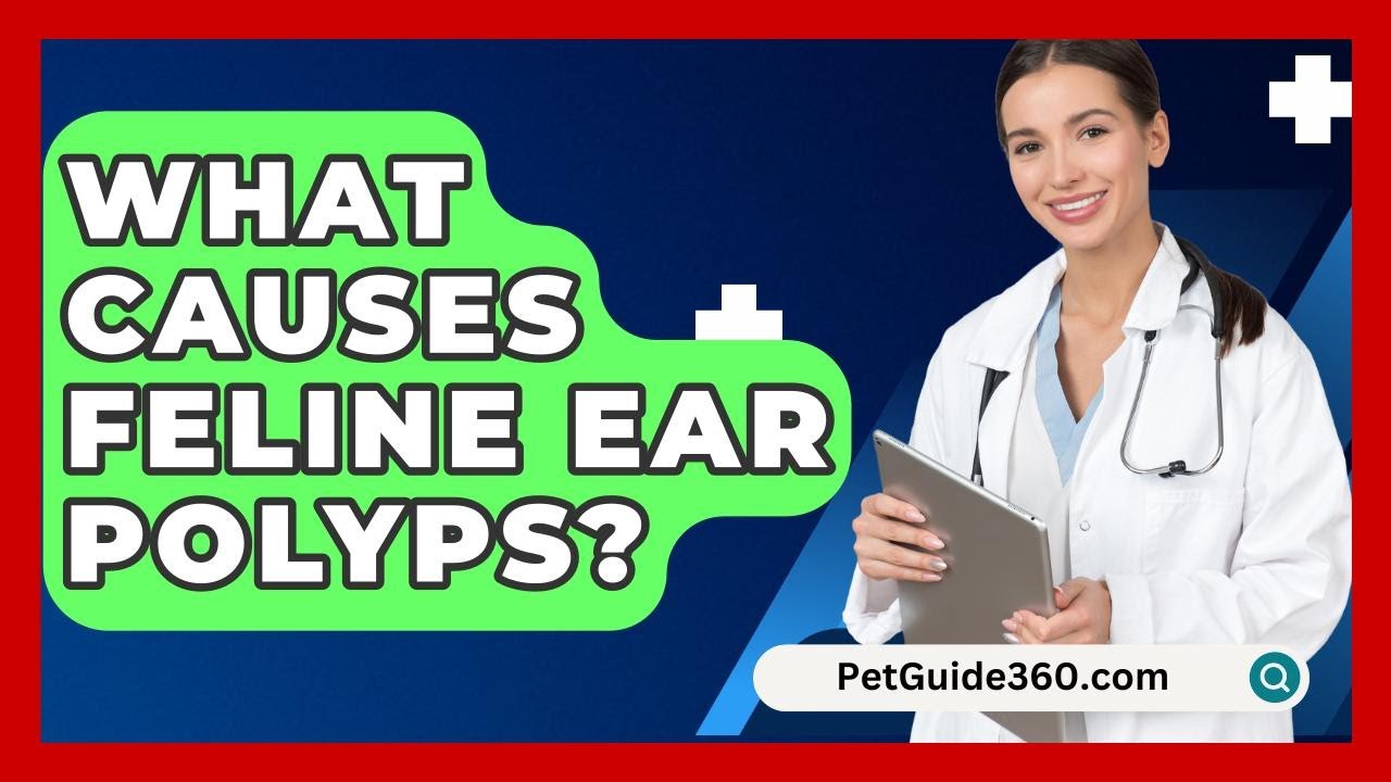 What Causes Feline Ear Polyps? - PetGuide360.com
