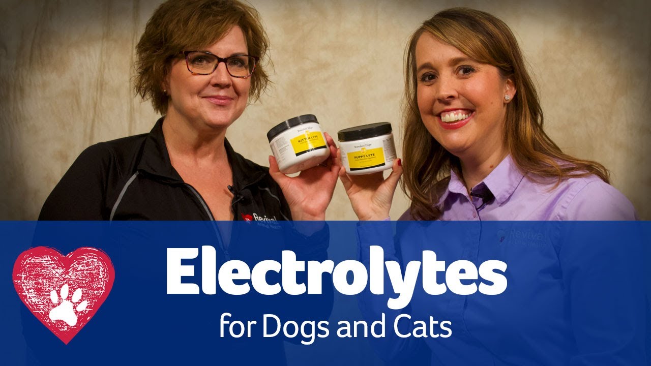 Electrolytes for Pets: Pet Care Pro Show