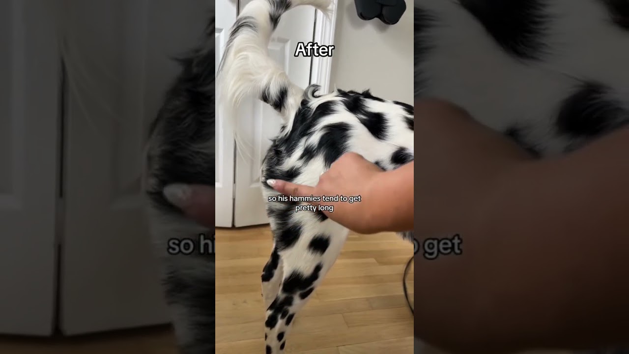How much it cost me to groom my long hair Dalmatian!