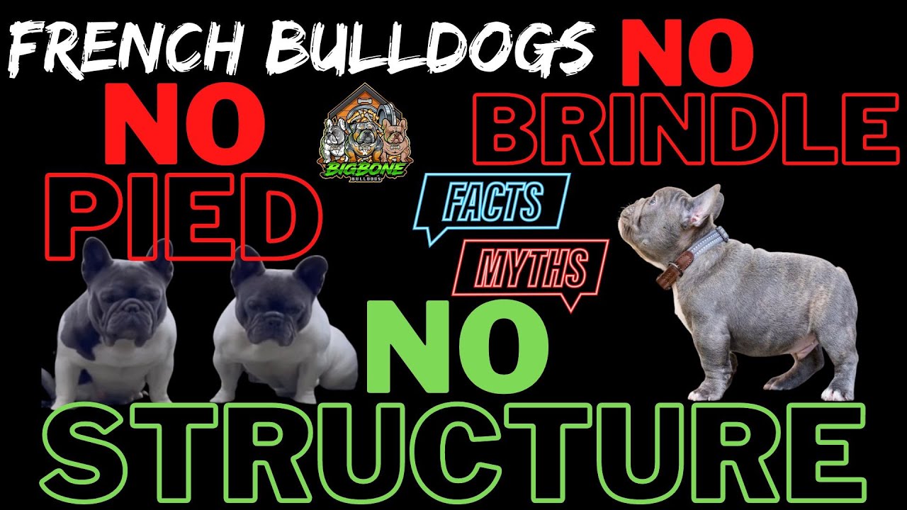 Uncovering the Bizarre Truth Behind "No Pied No Brindle"