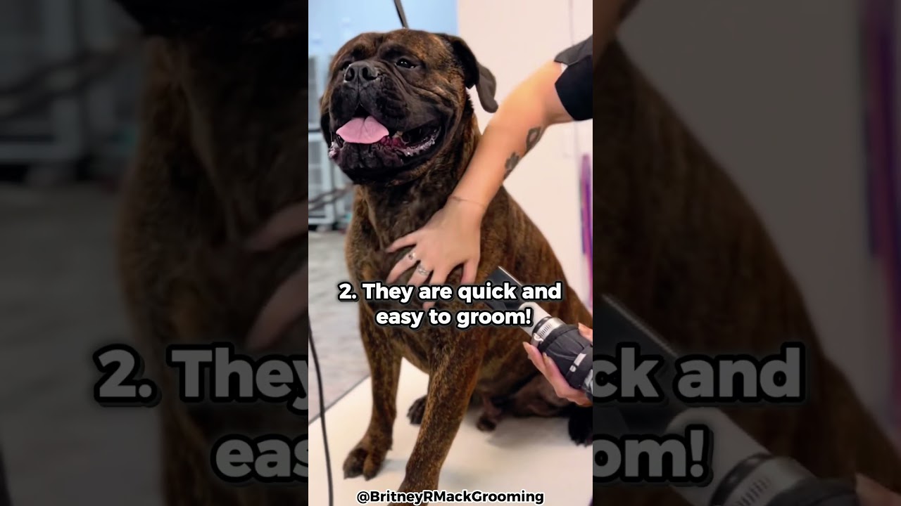 Top 5 Reasons Why You Should Get A Bullmastiff!
