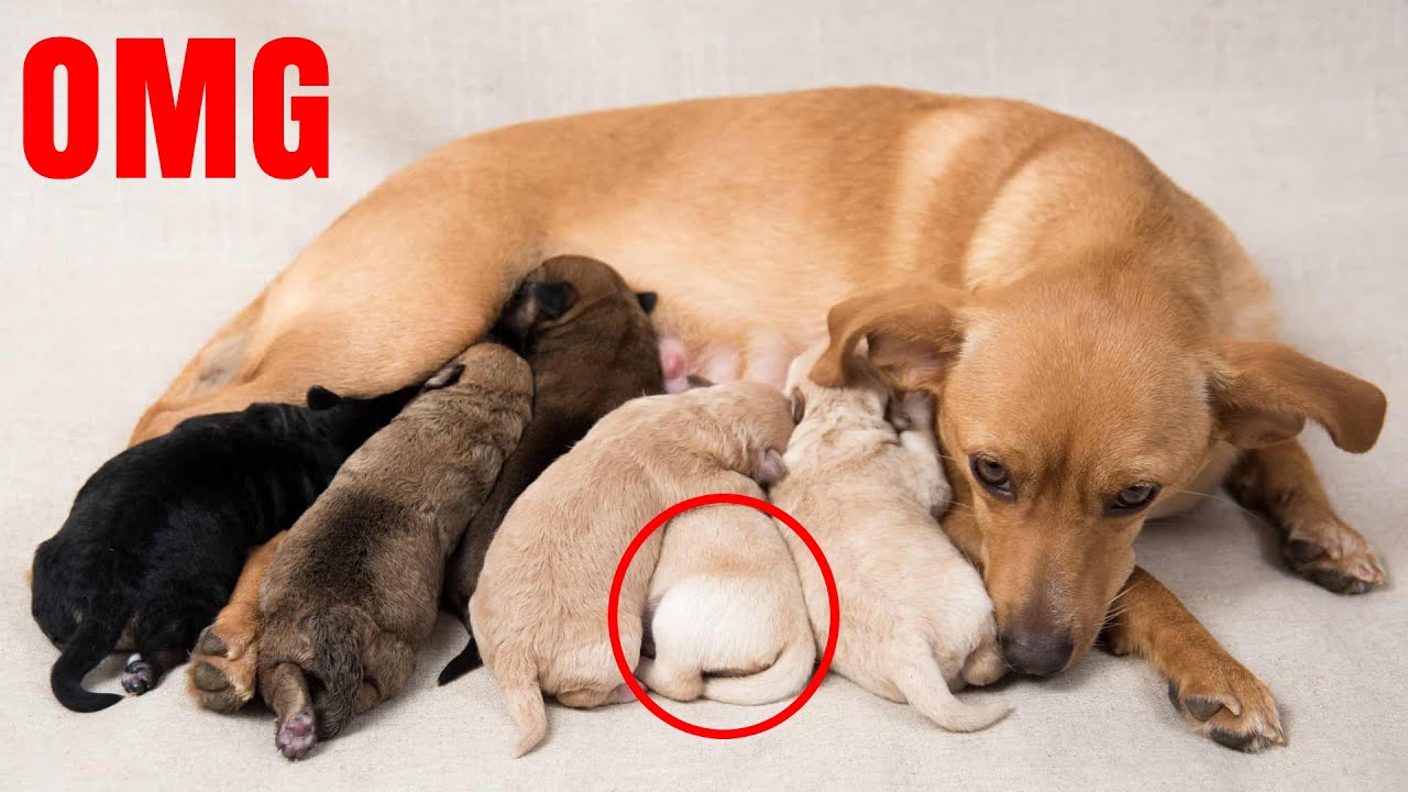 Why do dogs eat their puppies after giving birth?