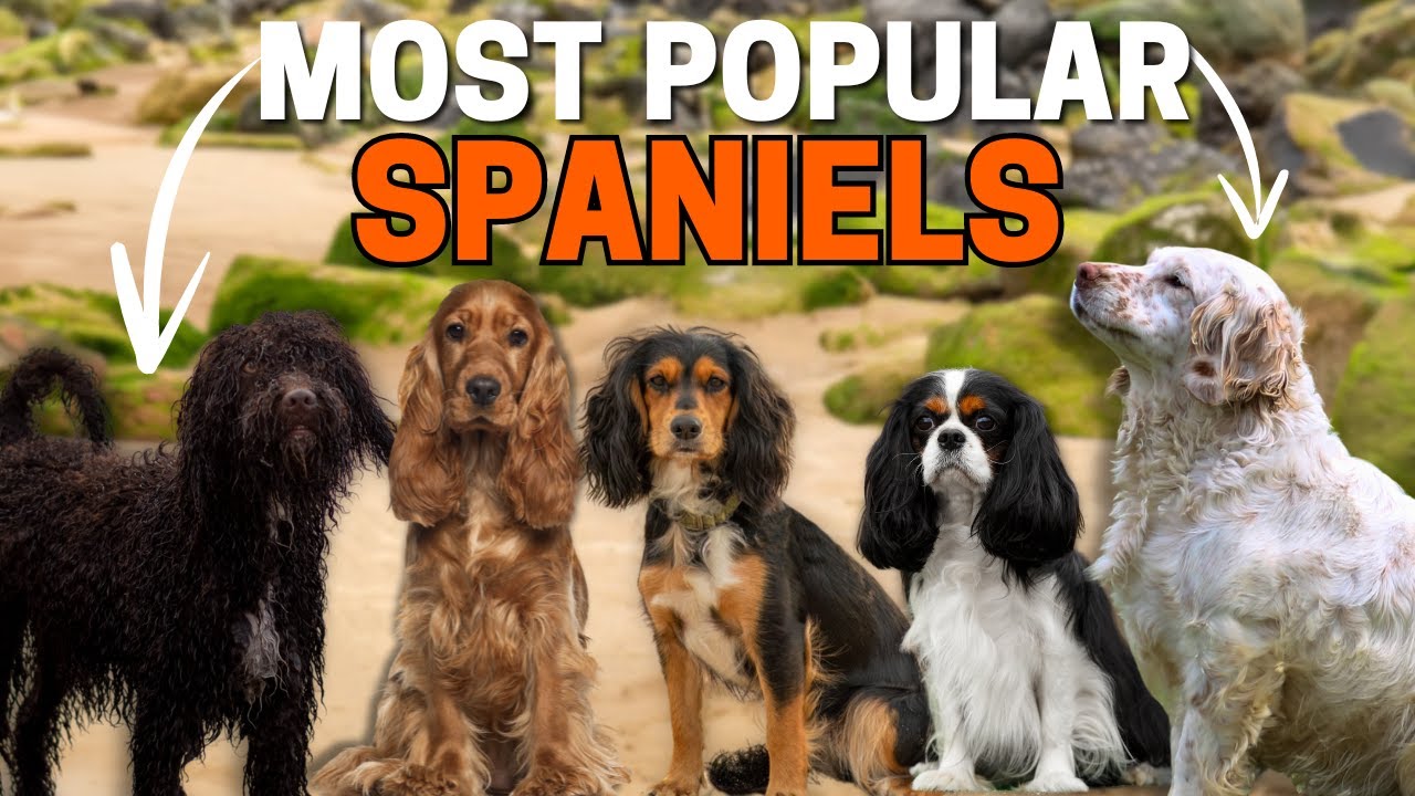 7 Most Popular Spaniel Dog Breeds.