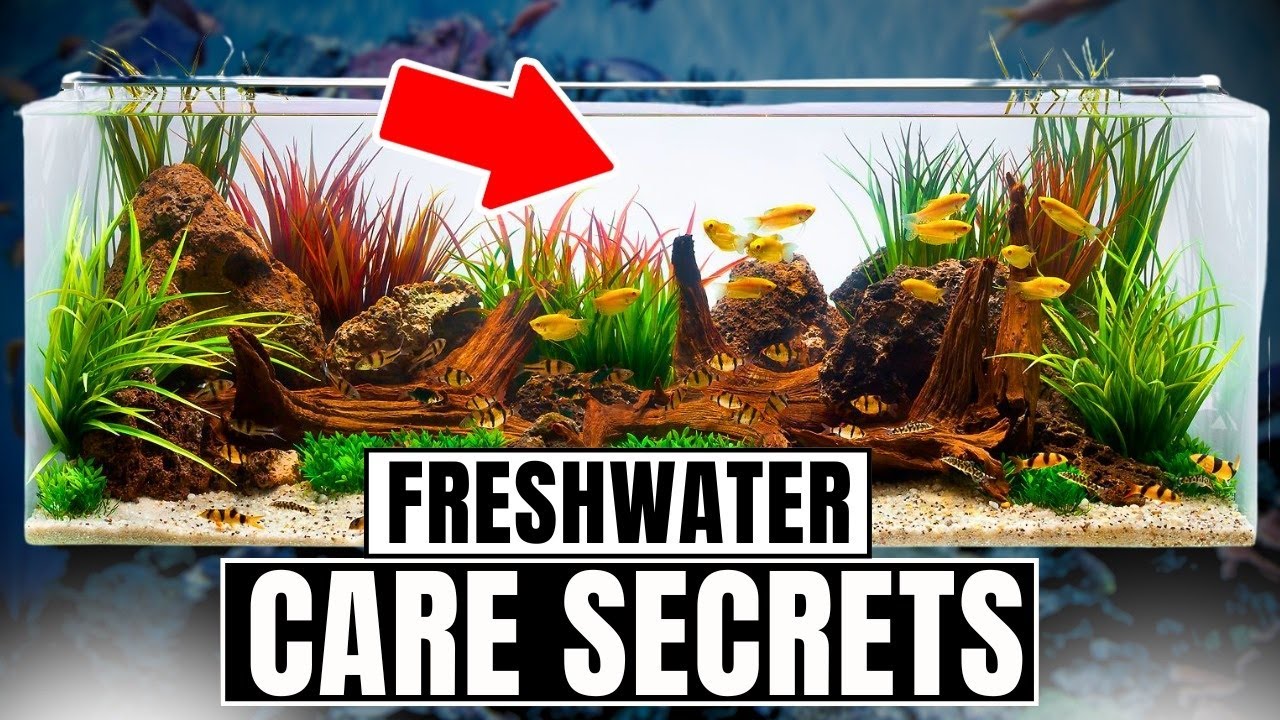 30 Freshwater Aquarium Tips Every Beginner Needs To Know