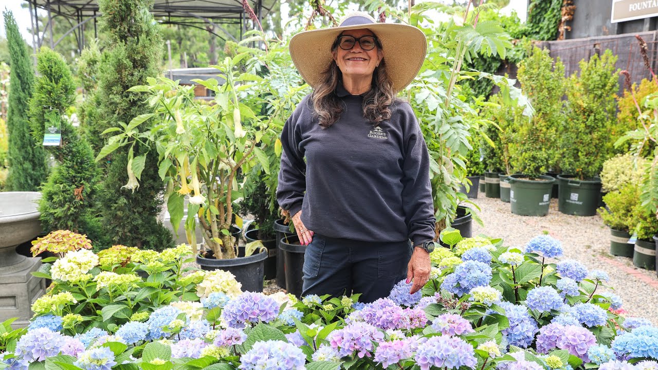Hydrangeas • How to Care and Grow Healthy Blooms