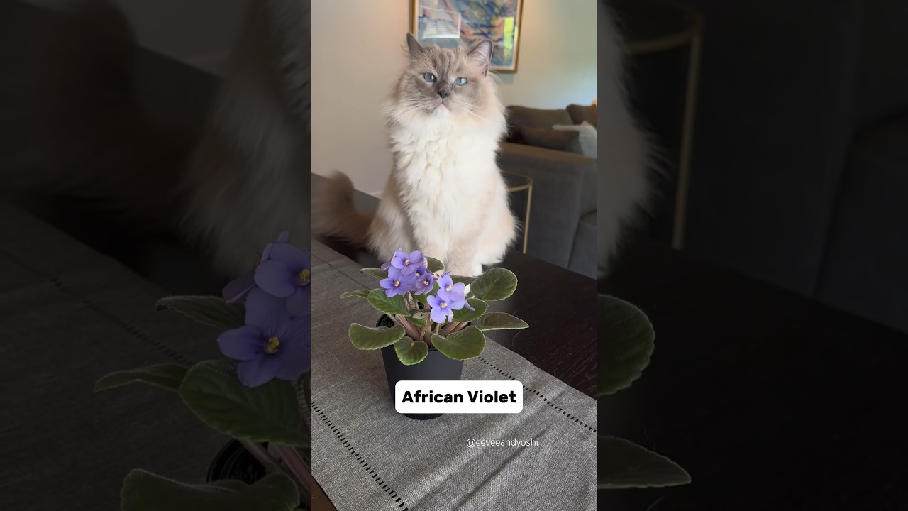 Many houseplants and flowers are toxic to cats! Here are a few that aren’t ☺️🪴