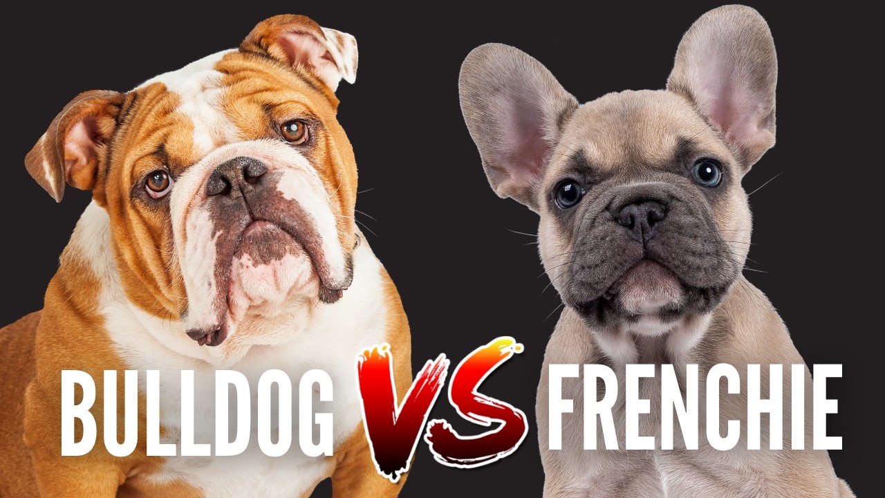 English Bulldog vs French Bulldog: Which breed is best for you