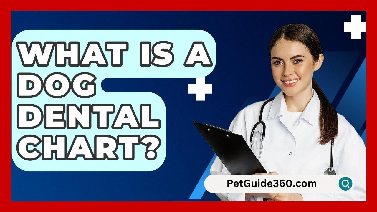 What Is A Dog Dental Chart? - PetGuide360.com