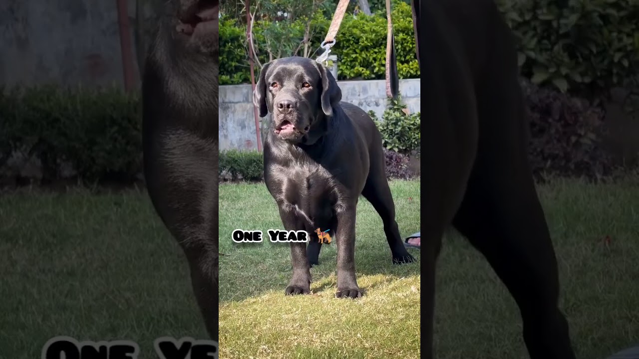 2 Weeks to One Year Labrador transformation #feed #transformation #puppy #love #pets #doglover#cute