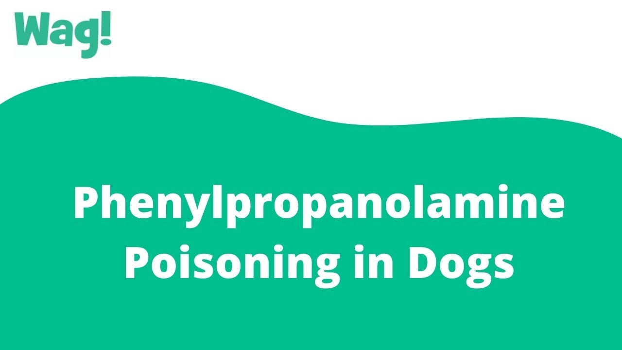Phenylpropanolamine Poisoning in Dogs | Wag!