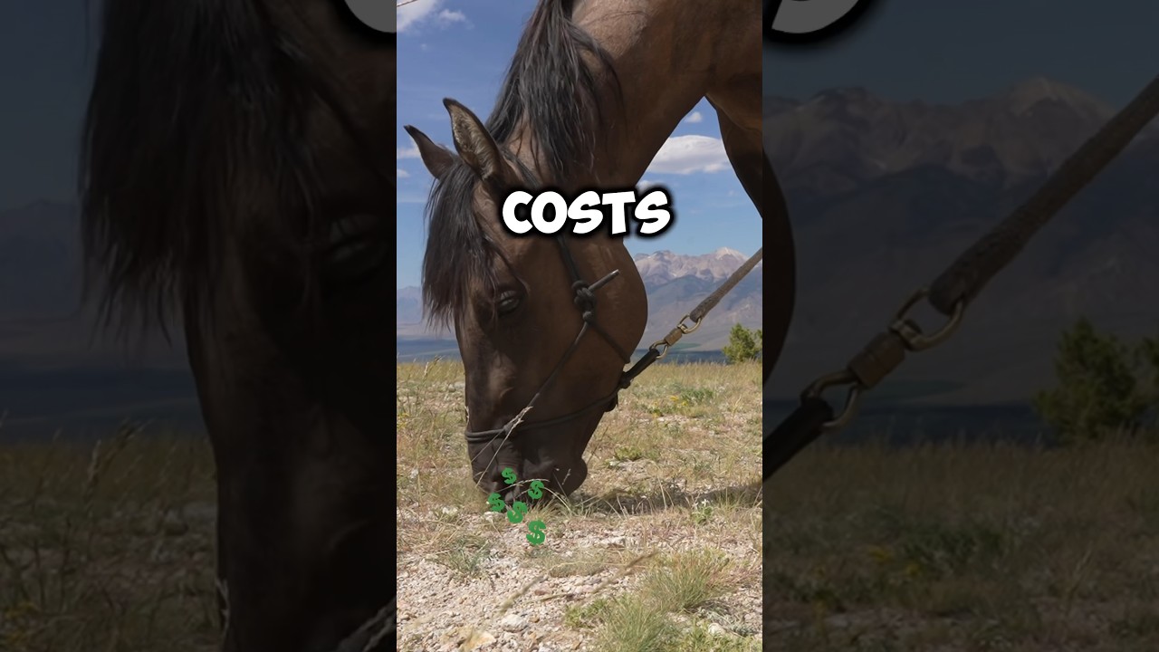 How much does a horse cost? #horse #horses #horseriding