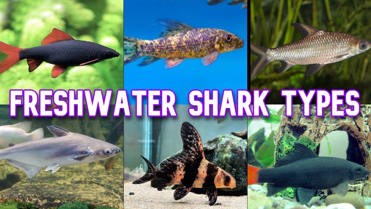 Freshwater Sharks | 17 Types To Know