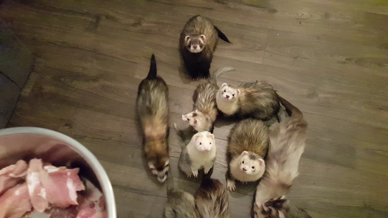 Fuzzy Frenzy Ferrets Feeding Time