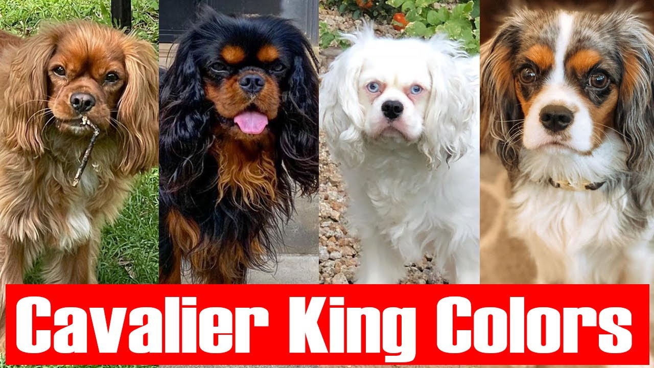 Types of Cavalier King Charles Spaniels colors and their role
