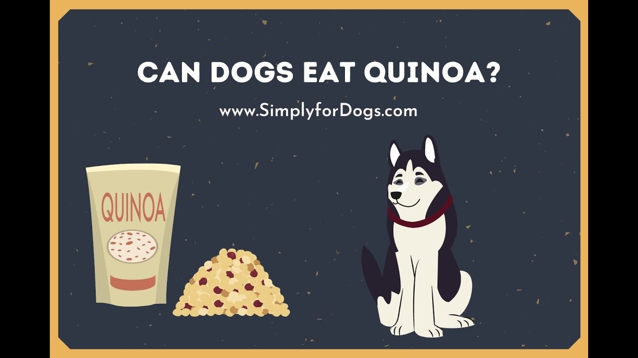 Can Dogs Eat Quinoa