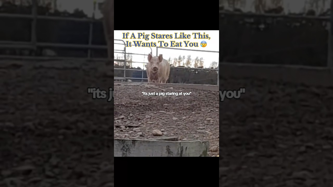 If A Pig Stares At You Like This, It Wants To Eat You 😰 #interesting
