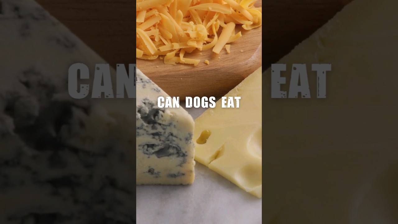 Can Dogs Eat Cheese 🧀🍴#shorts #short