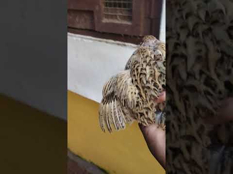 CAN THIS QUAIL FLY || SUBSCRIBE || MS BIRDS