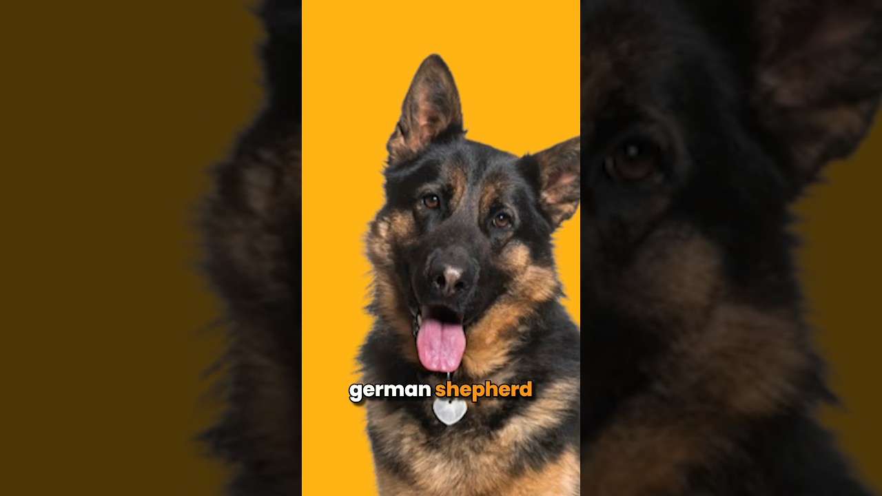 Which is the Best Guard Dog? German Shepherd, Rottweiler or Doberman?