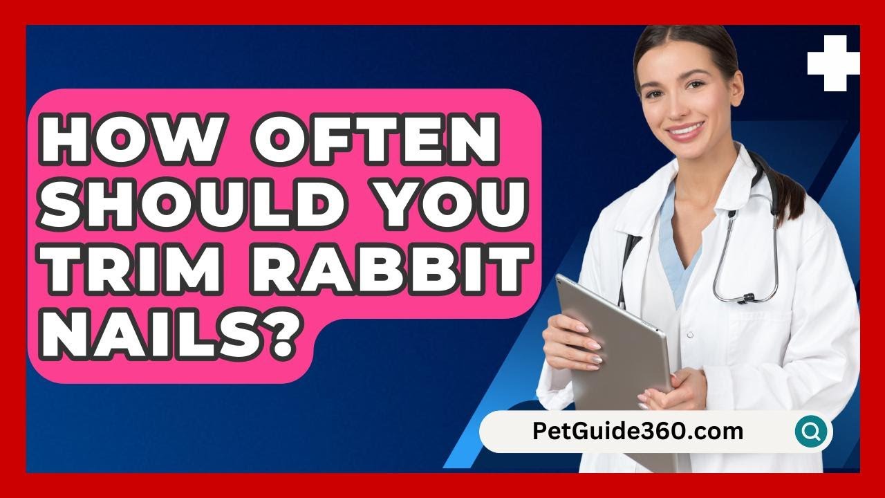 How Often Should You Trim Rabbit Nails? - PetGuide360.com