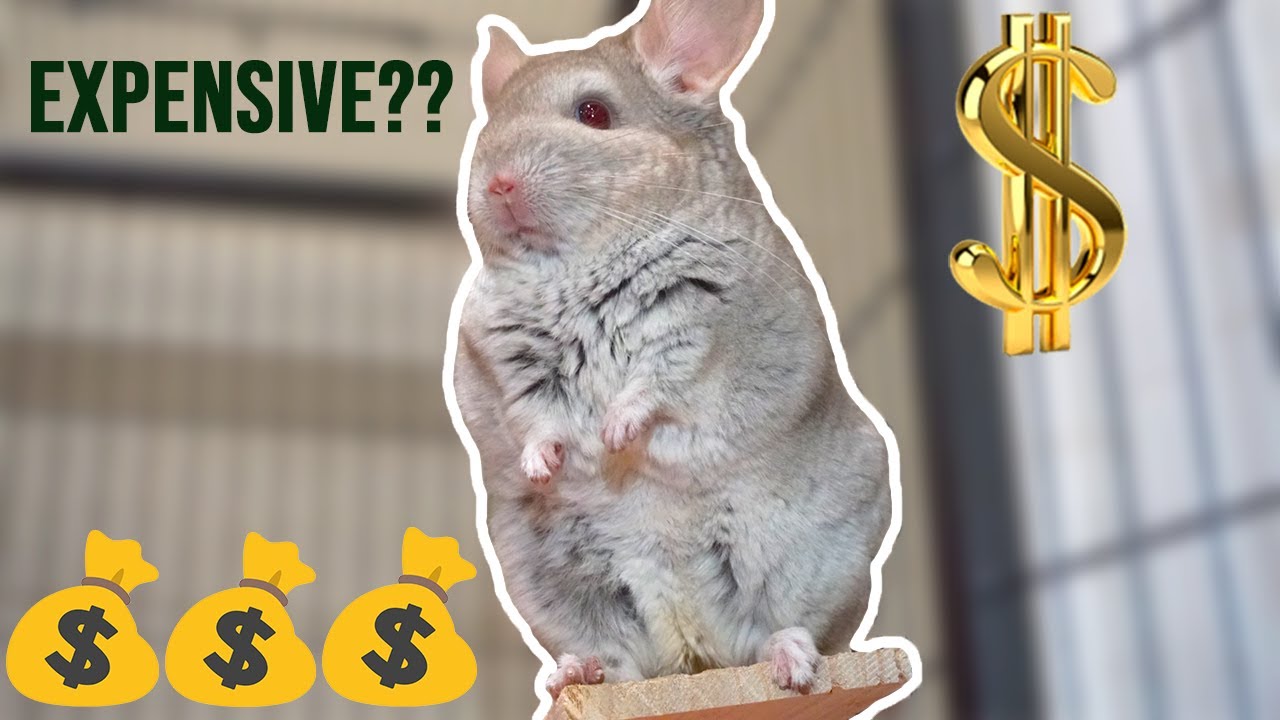 Pet Chinchillas - Are They Expensive Pets? (2020 cost breakdown)