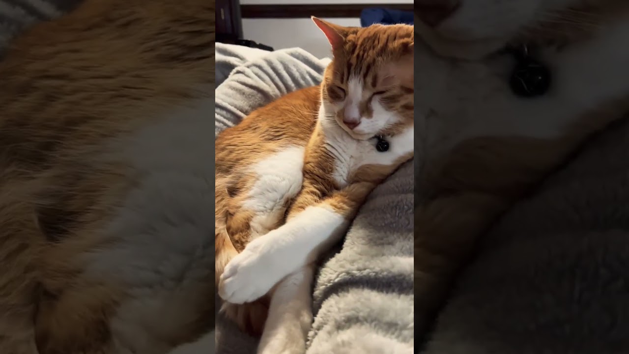 Tired squinting cat