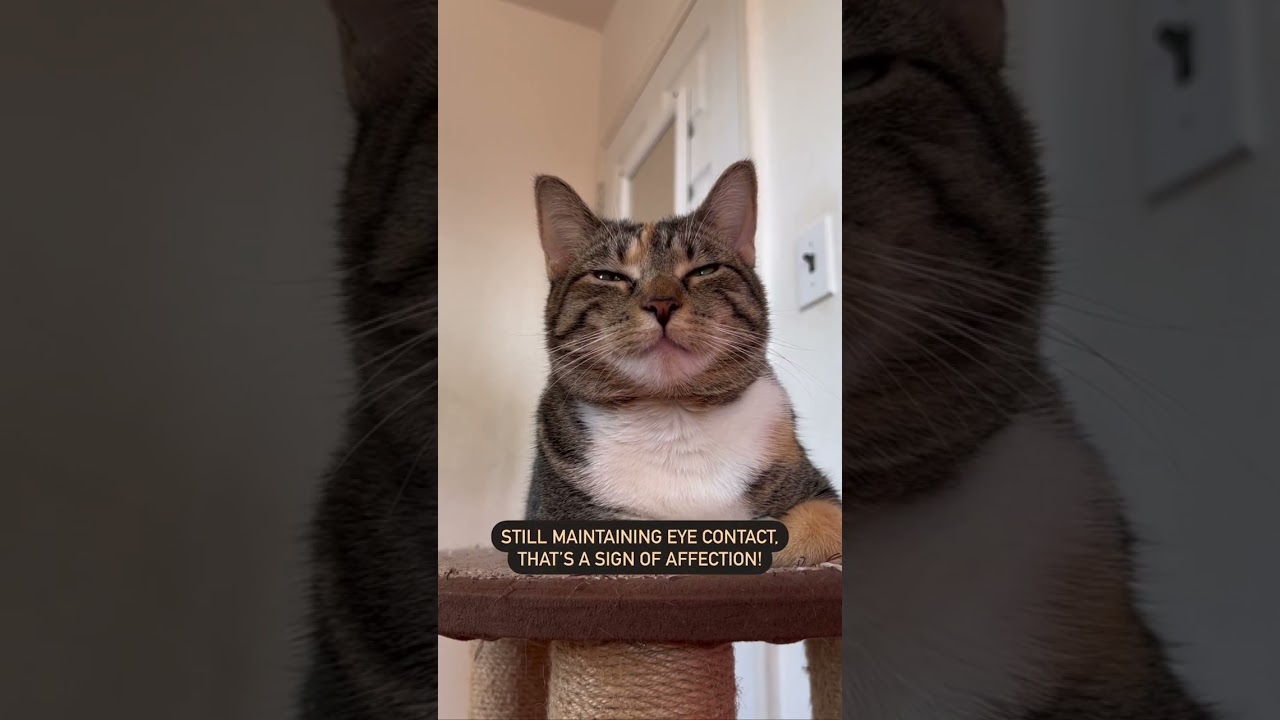Slow Blinking | @cashmere.mittens.cat
