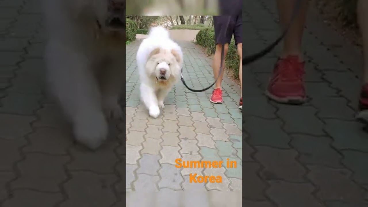Life with a Chow chow | Walking the dog