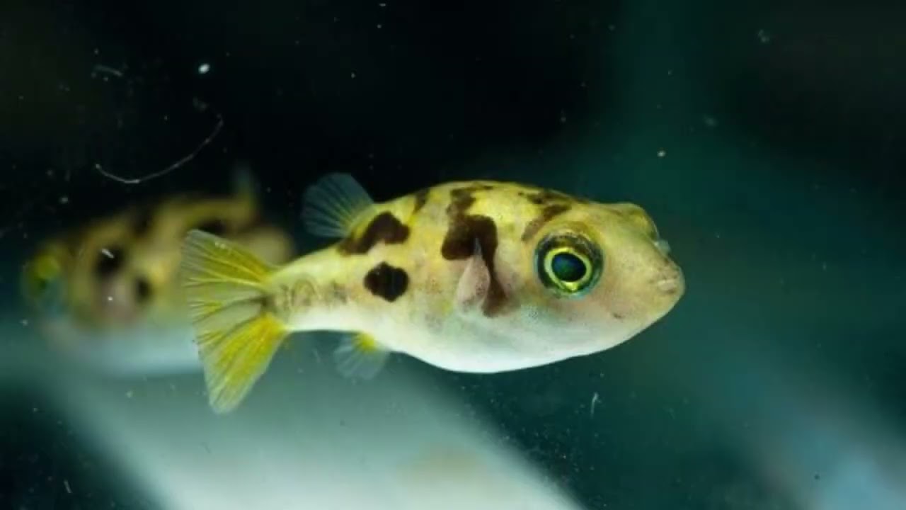 Dwarf Puffer Fish For Sale And To Buy Them At The Best Aquarium Shop In Australia