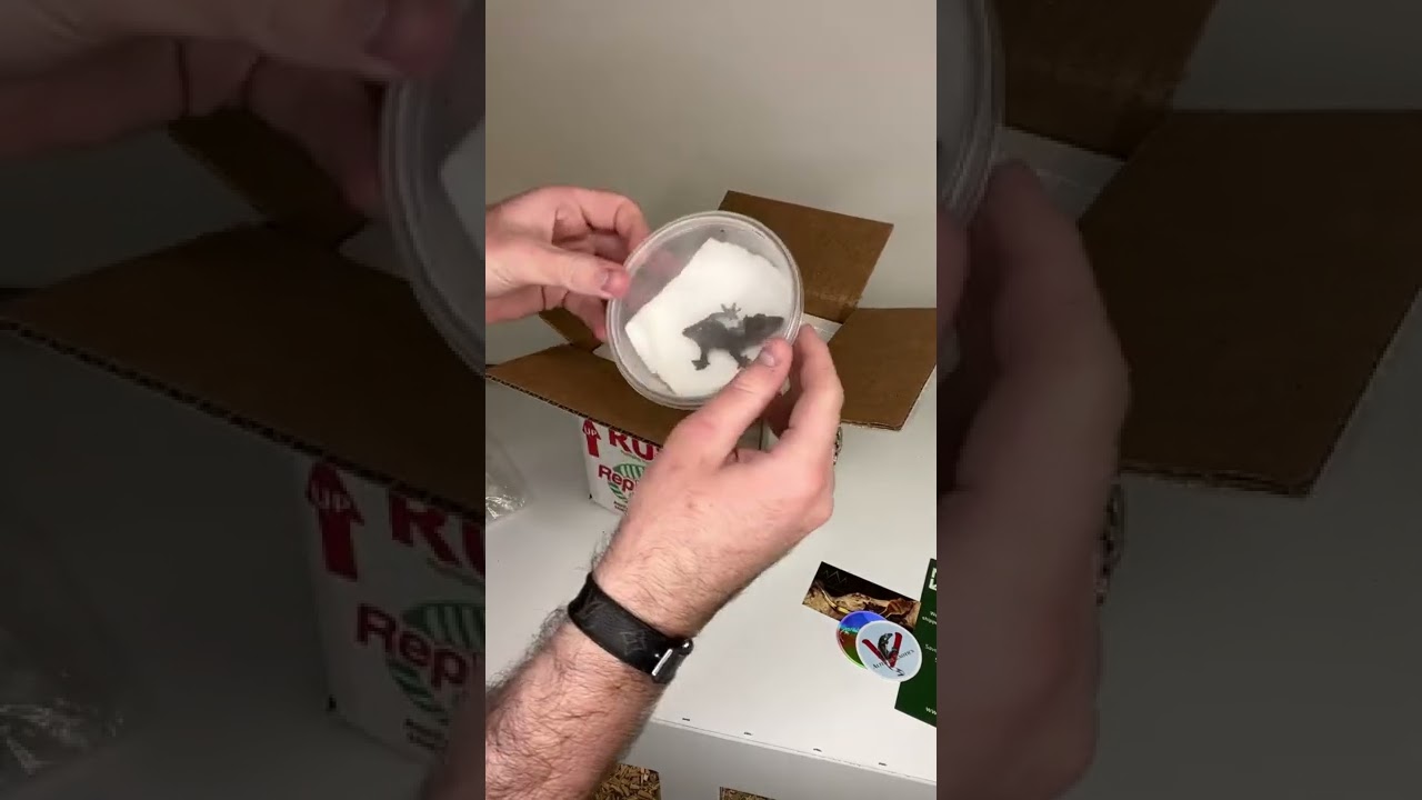 Unboxing My New $10,000 Gecko! *CRAZY* #shorts #animals #lizard #reptiles #gecko #rare #cuteanimals
