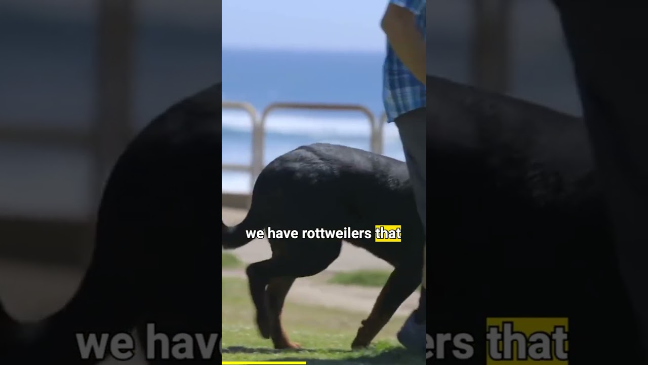 The Shocking Truth About How Long Rottweilers Really Live...