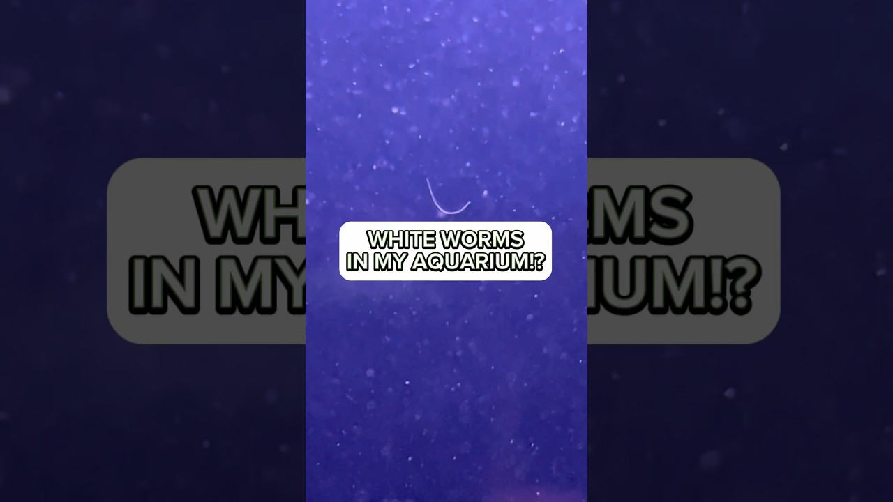 What are these white worms in my fishtank? (Detritus worms in my tank) #aquariumcare #fishtank