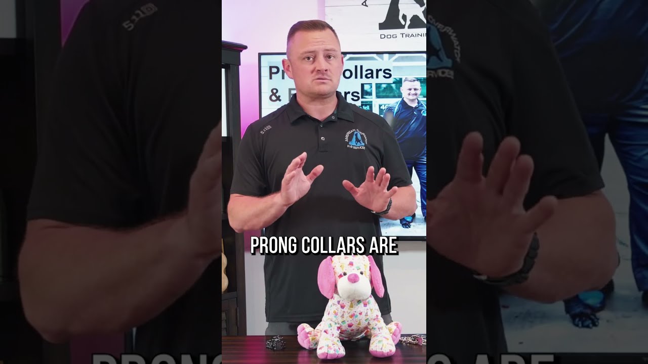 Want to find the best prong collar to get for your dog and how to get the perfect walk?