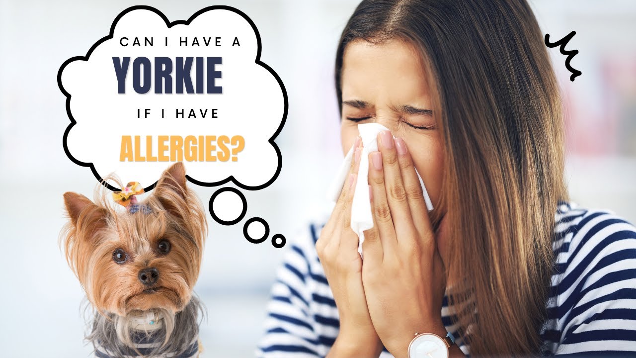 Can I Have a Yorkie If I Have Allergies?