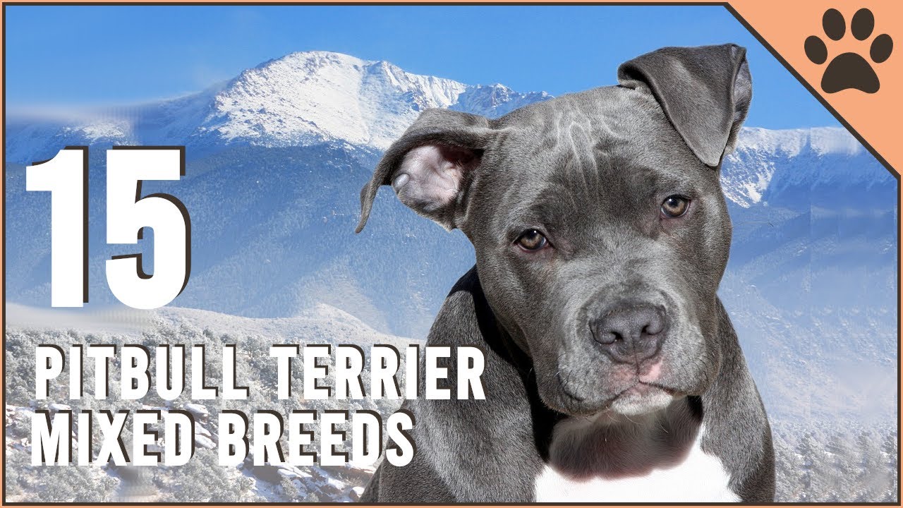 Top 15 Pitbull Terrier Mix Breeds | Dog World