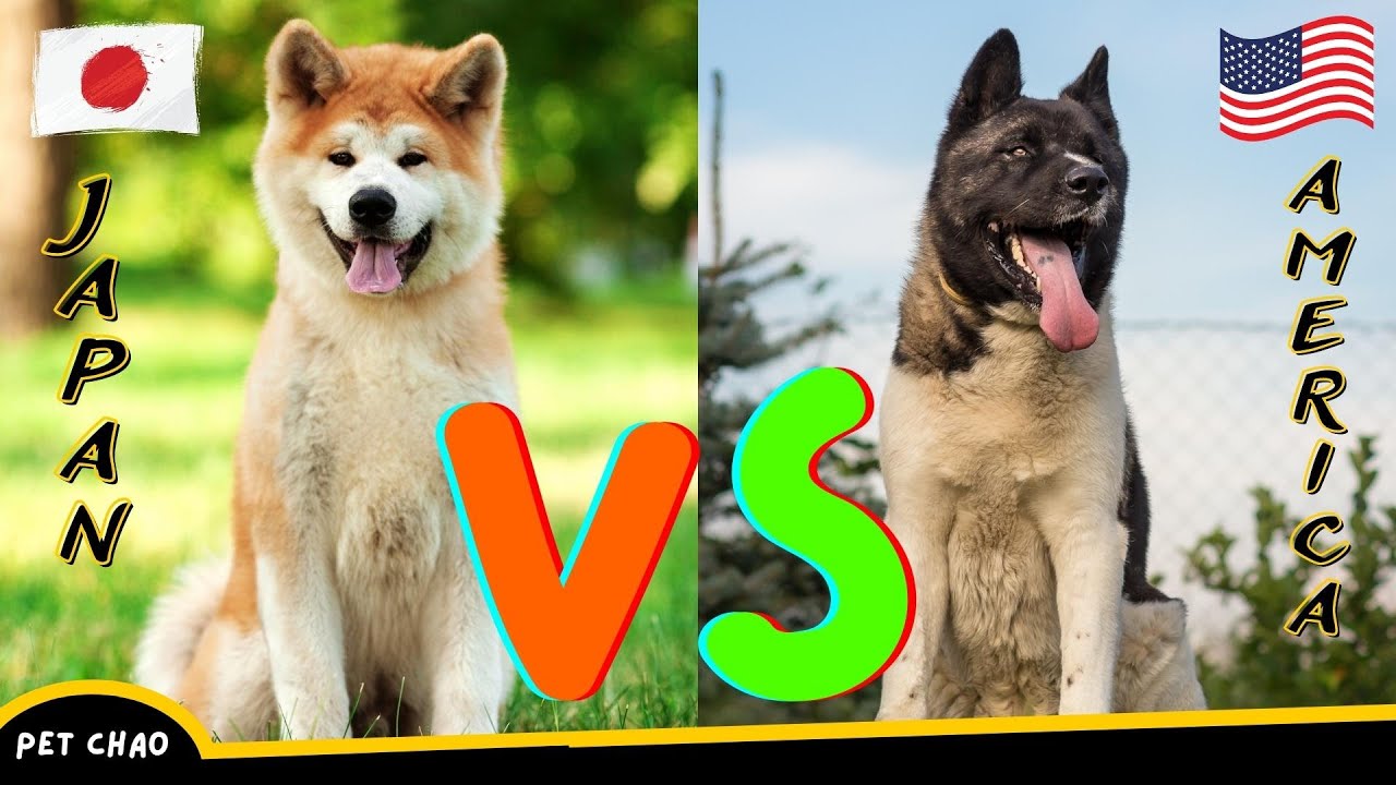 Japanese Akita vs American Akita - Which is Better? - Dog vs Dog