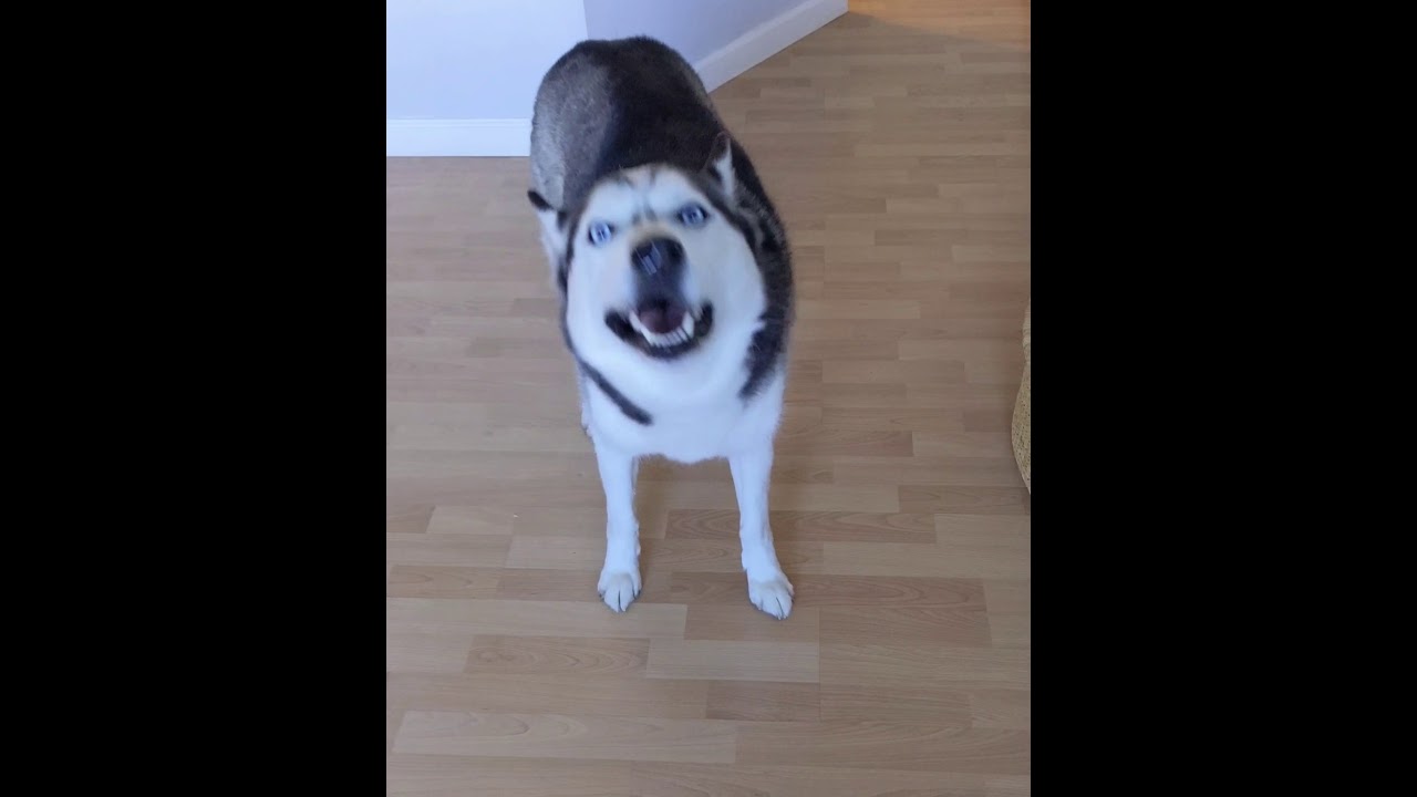 my dog can’t stop sneezing
