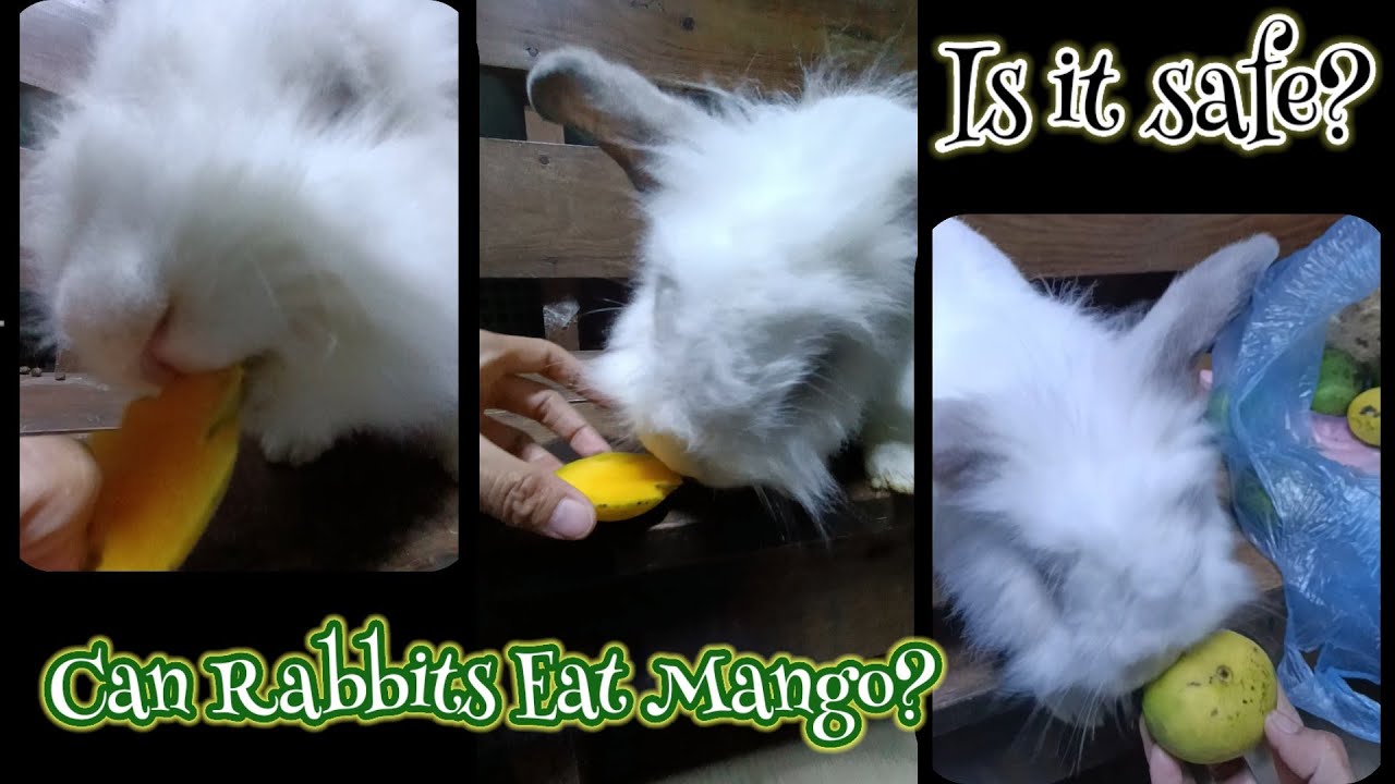 Can Rabbits Eat Mango? Yes or No? || All About Rabbits