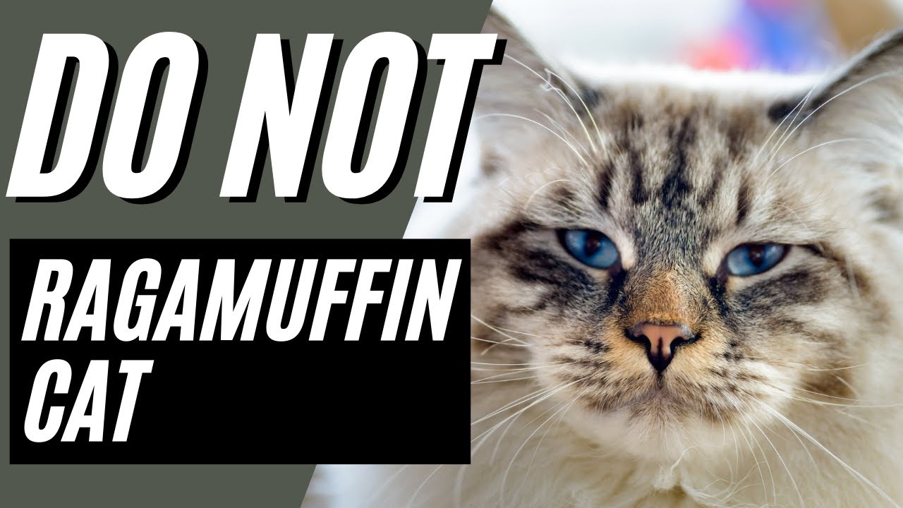 7 Reasons You Should NOT Get A Ragamuffin Cat