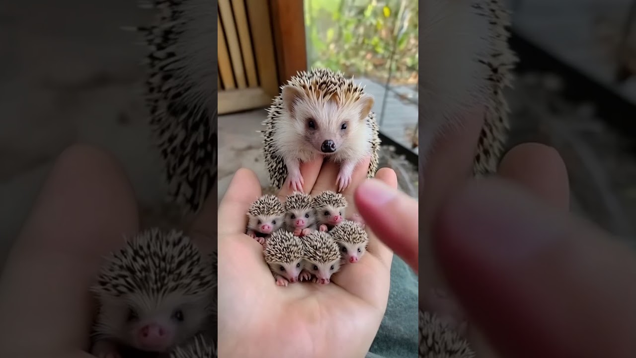 Cute Hedgehog Babies 🦔🦔🦔 #cutepet #cutehedgehog #aigenerated  #cuteshorts #funnyshorts