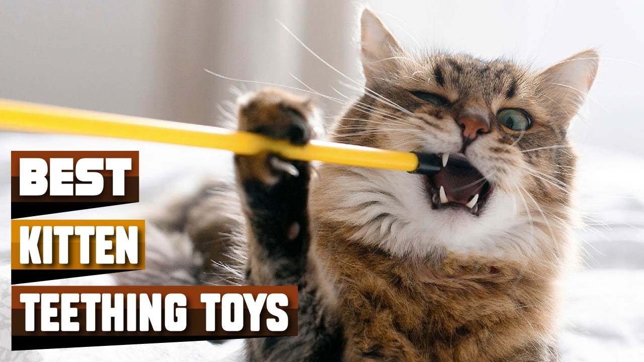 10 Most Popular Kitten Teething Toys This Year!