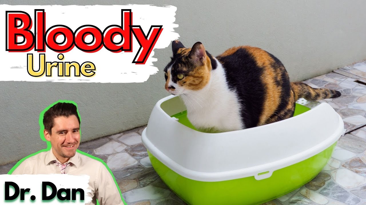 Blood in your cat's urine explained.  Vet covers common causes of bloody urine in Cats.