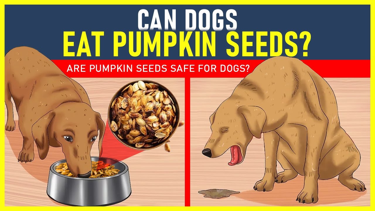 Can Dogs Eat Pumpkin Seeds? Are Pumpkin Seeds Safe For Dogs? - DogEdge