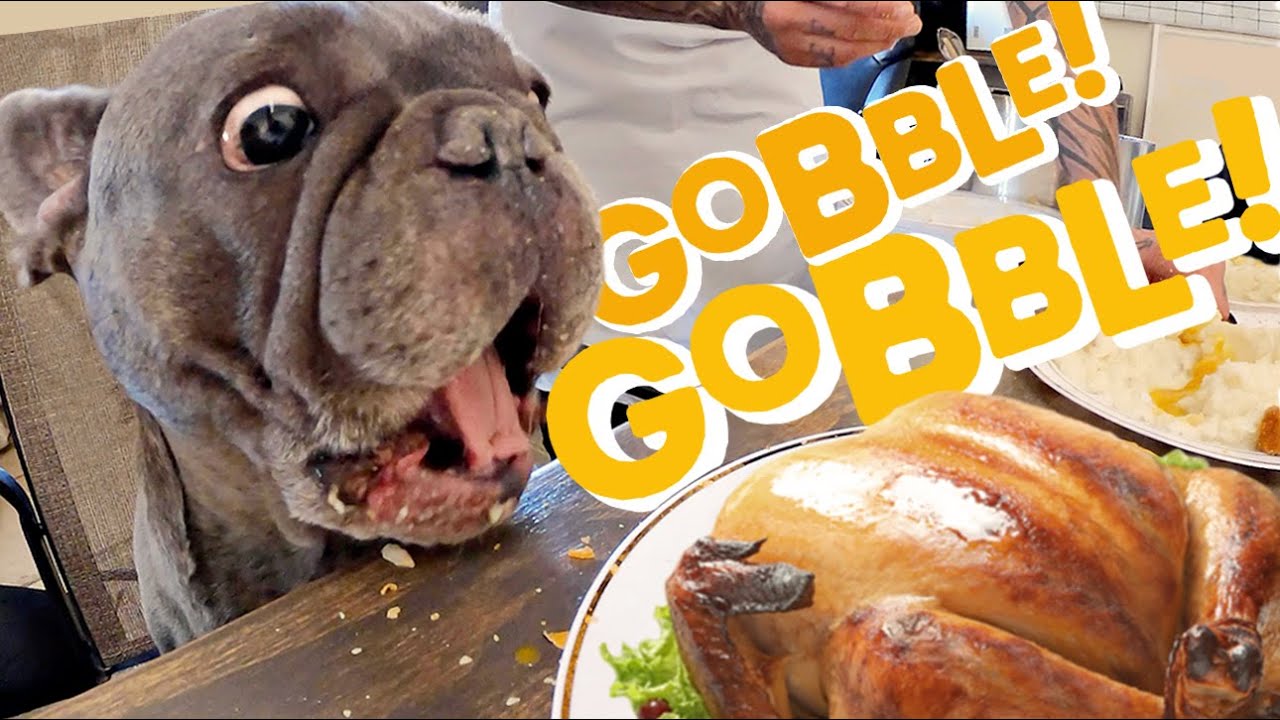 Surprising Homeless Dogs with Thanksgiving Dinner!
