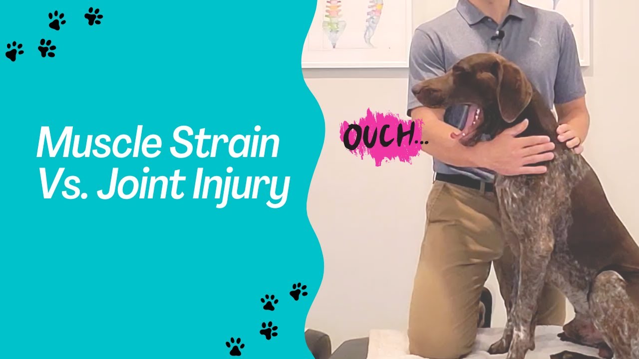 Muscle Strain Vs. Joint Injury in Dogs - How to Tell The Difference