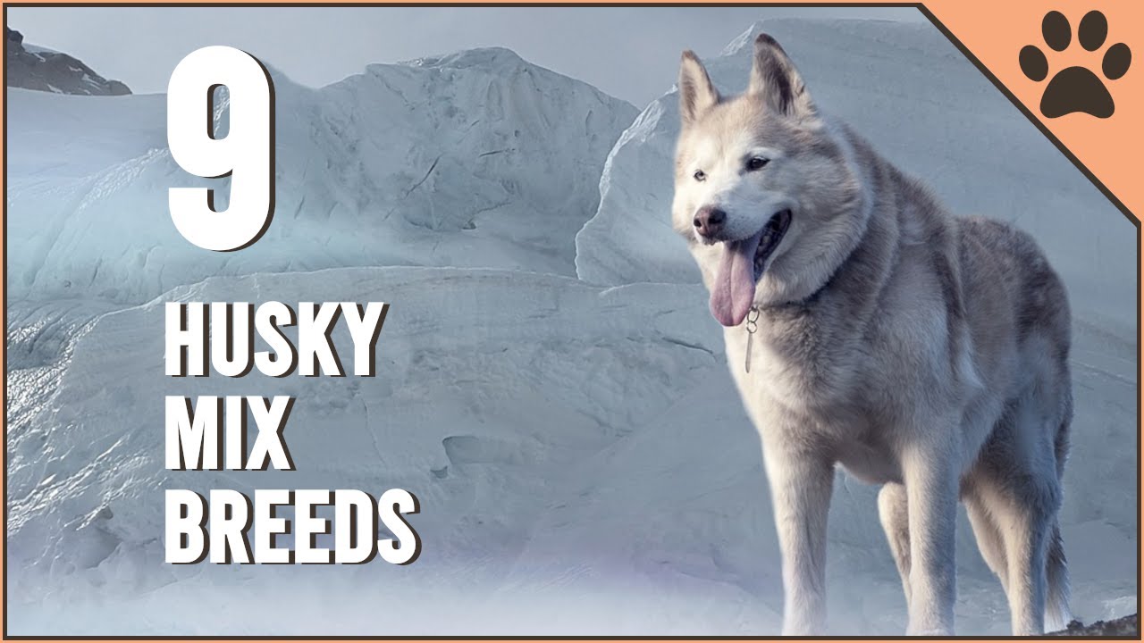 Most Beautiful Husky Mix Breeds | Dog World
