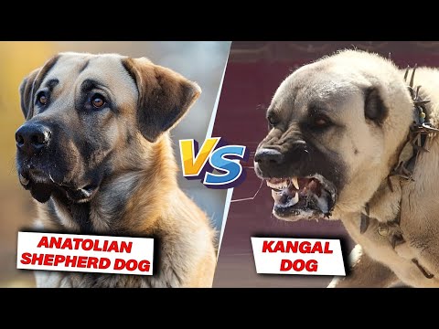 Kangal Dog Vs Anatolian shepherd dog  Which one is more dangerous. and Why banned  in Many countries