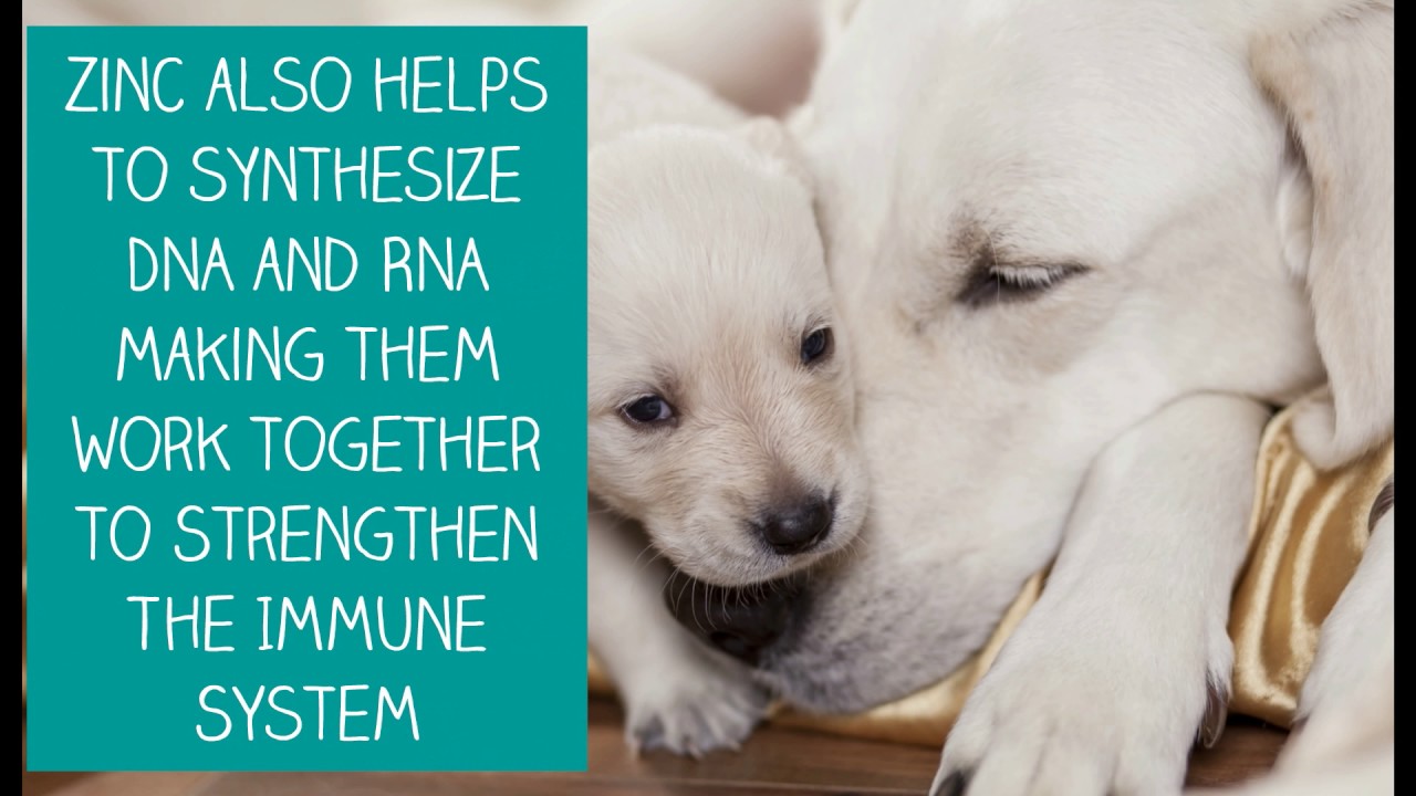 NuVet Plus Ingredients Series - Benefits Of Zinc for Dogs |  NuVet Labs, Pet Vitamin Supplements